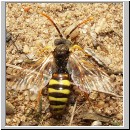 Nomada lathburiana - Wespenbiene m06.jpg